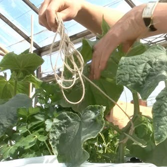 opbinding af agurker opbinding af agurker